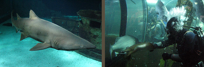 ocearium_le_croisic