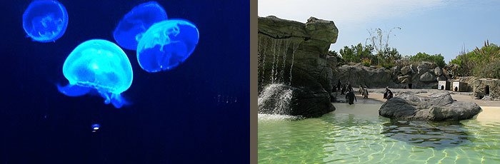 ocearium_le_croisic