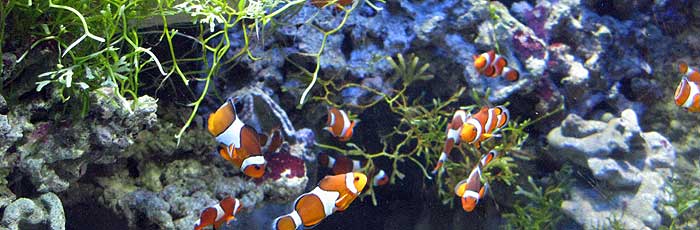 ocearium 3